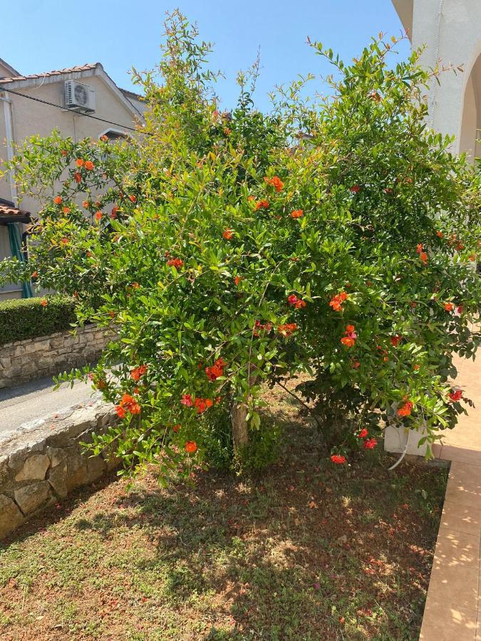 Apartmani Ana Borovac Фунтана Екстериор снимка